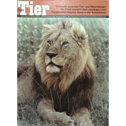 Das Tier Nr.10 / Oktober 1964 - Afrikanischer Löwe