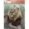 Das Tier Nr.10 / Oktober 1964 - Afrikanischer Löwe