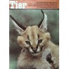 Das Tier Nr.8 / August 1963 - Wüstenluchs