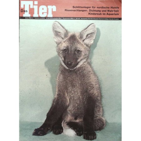 Das Tier Nr.1 / Januar 1969 - Junger Mähnenwolf