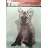 Das Tier Nr.1 / Januar 1969 - Junger Mähnenwolf