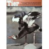 Das Tier Nr.6 / Juni 1968 - Sporengans