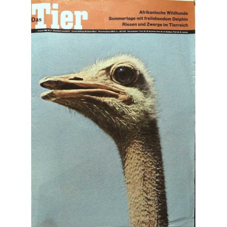 Das Tier Nr.8 / August 1968 - Afrikanischer Strauss