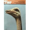 Das Tier Nr.8 / August 1968 - Afrikanischer Strauss