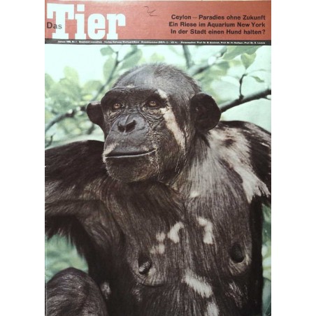 Das Tier Nr.1 / Januar 1968 - Schimpansin