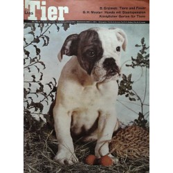 Das Tier Nr.3 / März 1966 - Englische Bulldogge