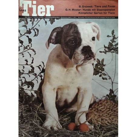 Das Tier Nr.3 / März 1966 - Englische Bulldogge