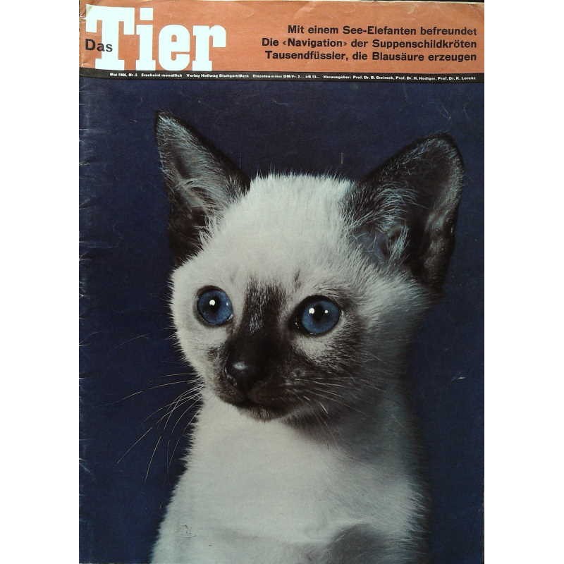 Das Tier Nr.5 / Mai 1966 - Junge Siamkatze