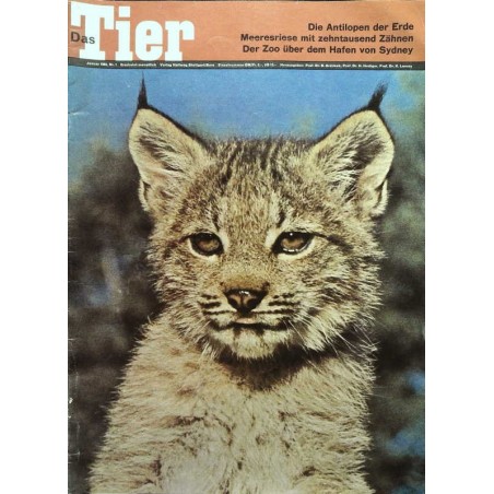 Das Tier Nr.1 / Januar 1965 - Junger Luchs